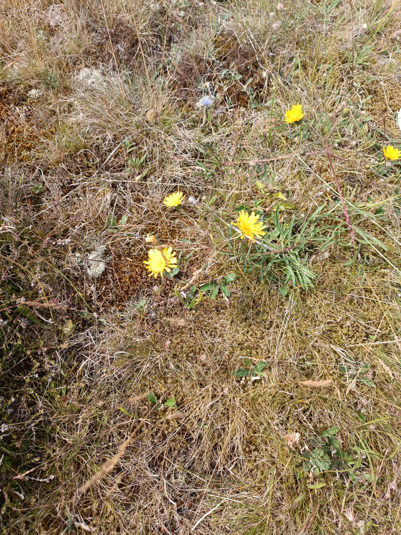 Gewöhnliches Ferkelkraut — Bild 2