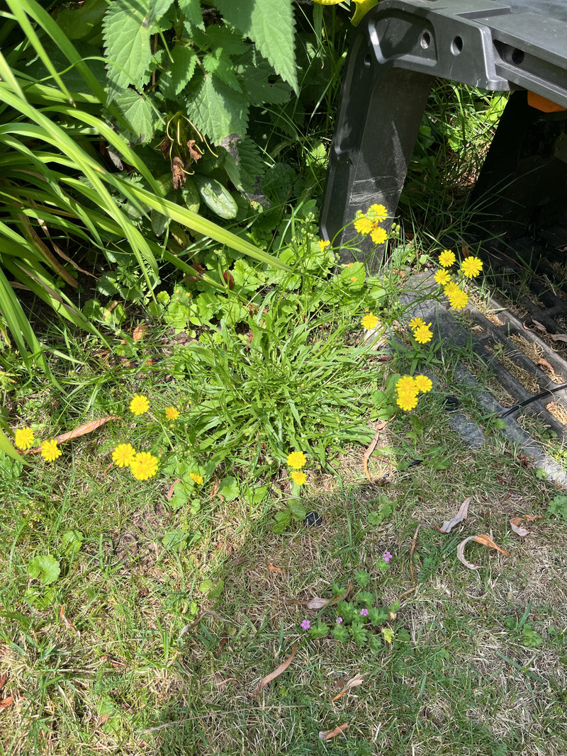 Gewöhnliches Ferkelkraut — Bild 5