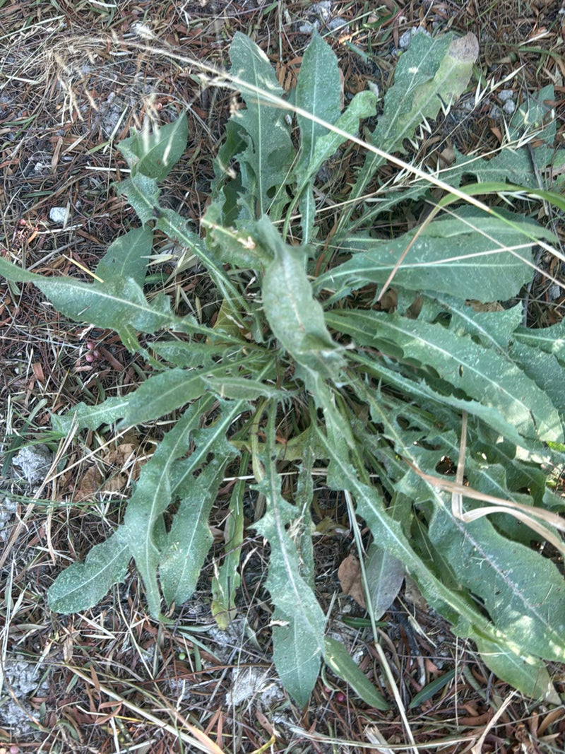 Gewöhnliches Ferkelkraut — Bild 3