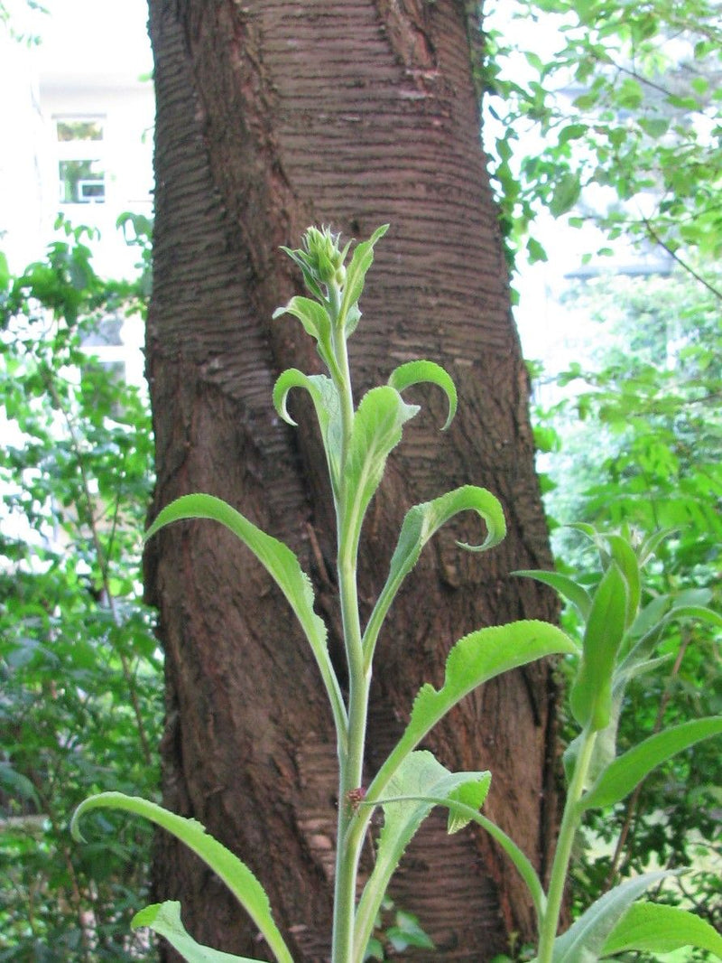 Gewöhnliches Ferkelkraut — Bild 3