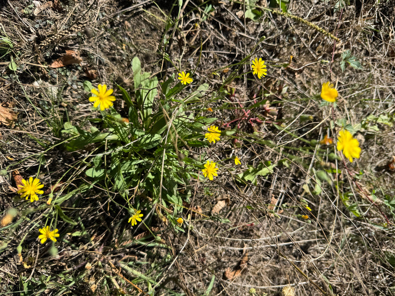 Das Foto zeigt eine Pflanze des Gewöhnlichen Ferkelkrauts mit mehreren gelben Blüten in einer trockenen Umgebung. Die Blattrosette und die charakteristischen...