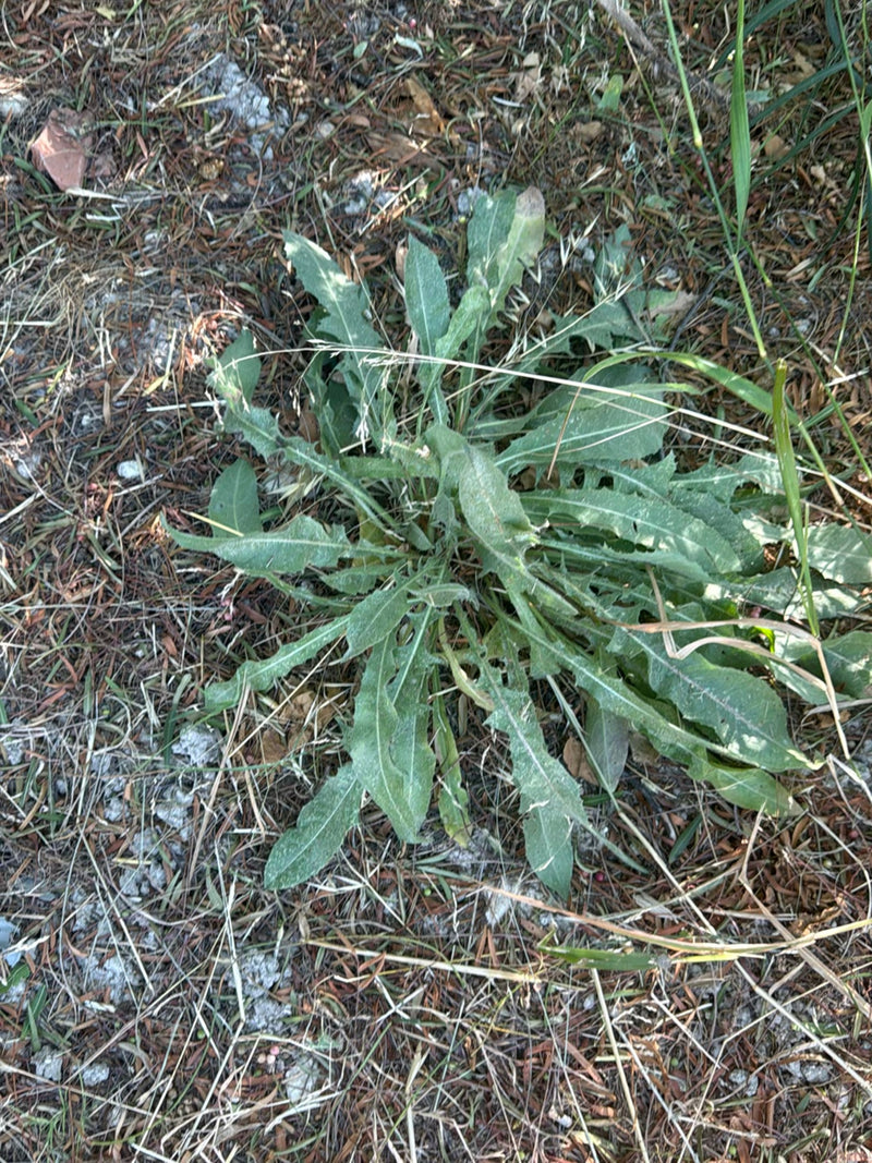 Gewöhnliches Ferkelkraut — Bild 1