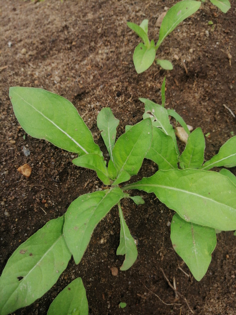 Gewöhnliches Ferkelkraut — Bild 5