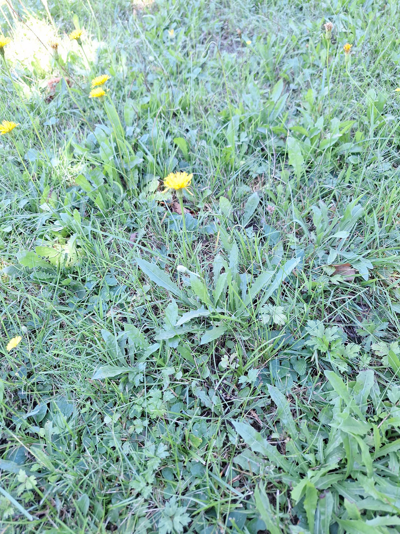 Gewöhnliches Ferkelkraut — Bild 4
