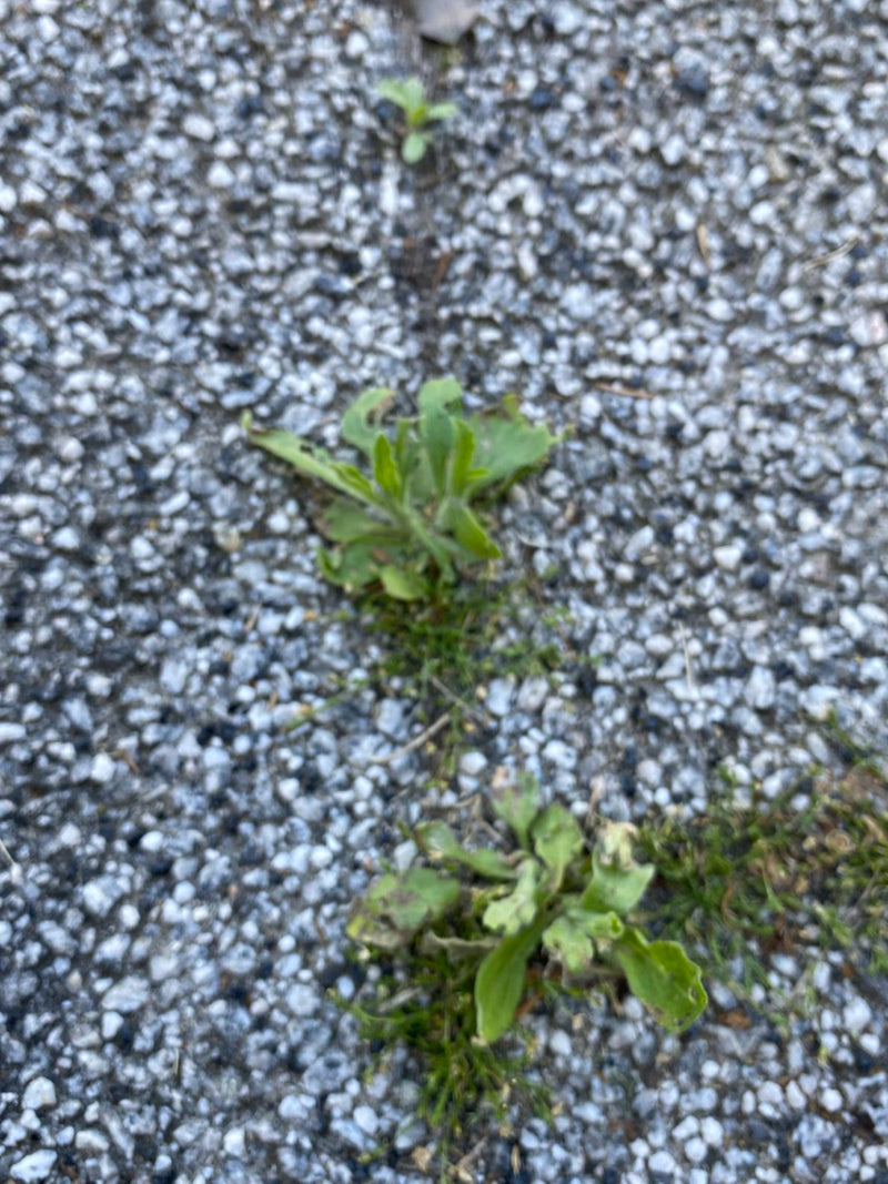 Gewöhnliches Ferkelkraut — Bild 2