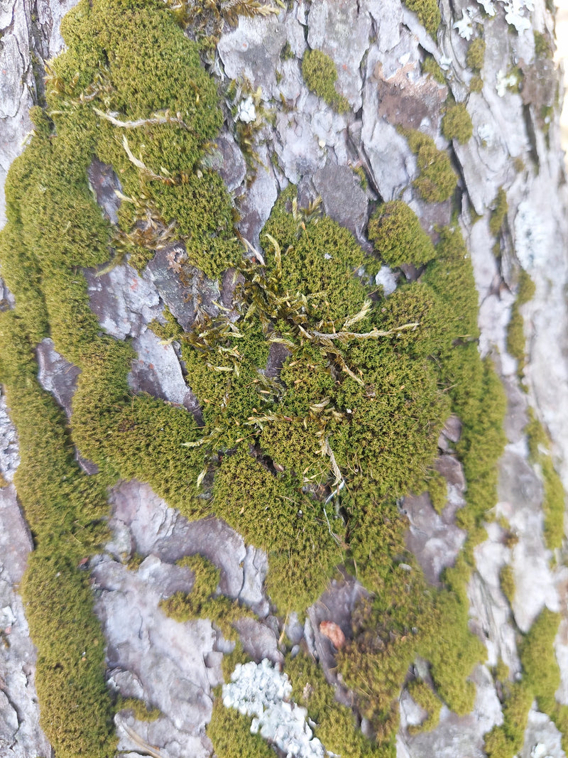 Gewöhnliches Gabelzahnmoos — Bild 1