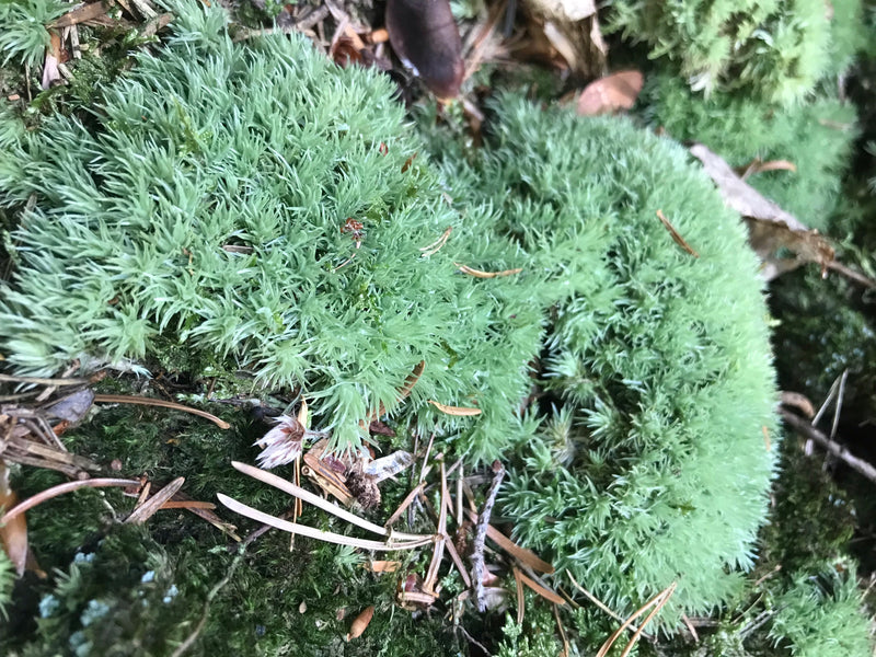 Zu sehen sind dichte, hellgrüne Polster des Gewöhnlichen Gabelzahnmooses auf Waldboden zwischen Nadeln. Die Blätter sind charakteristisch zur Seite gebogen.
