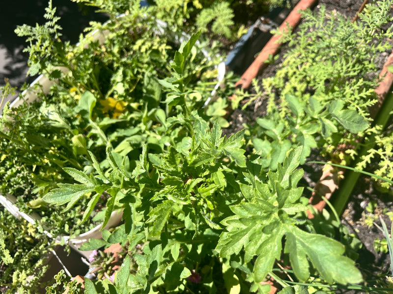 Gewöhnliches Greiskraut — Bild 2