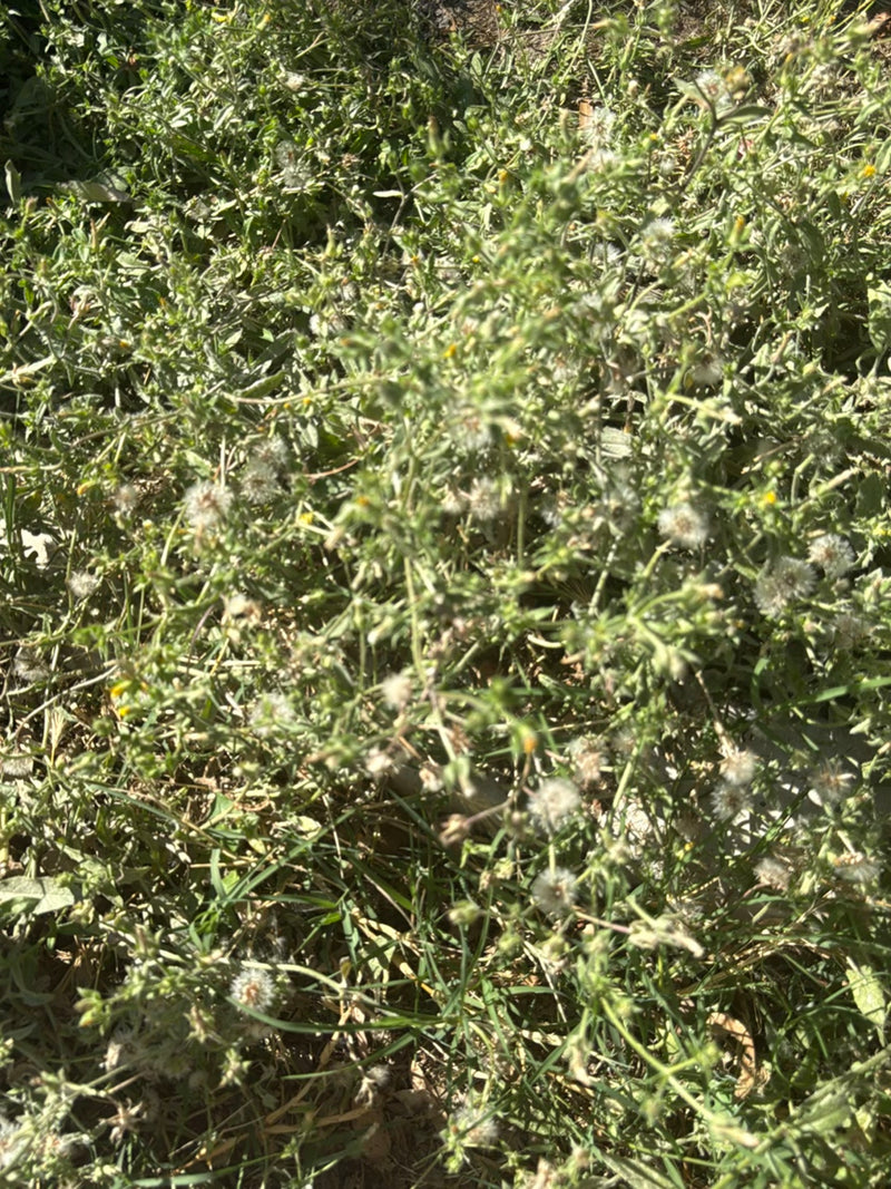 Gewöhnliches Greiskraut — Bild 2