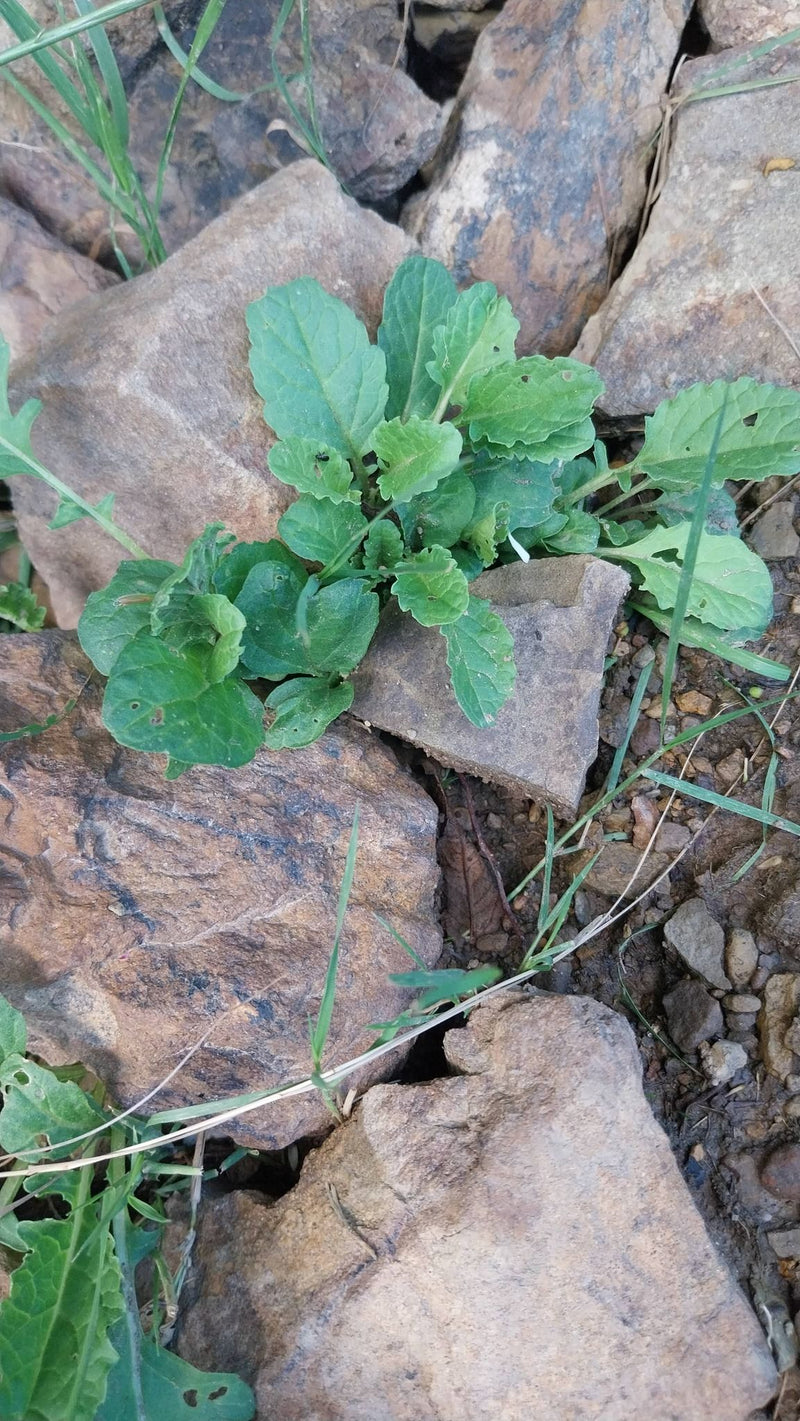 Hirtentaeschel — Bild 1