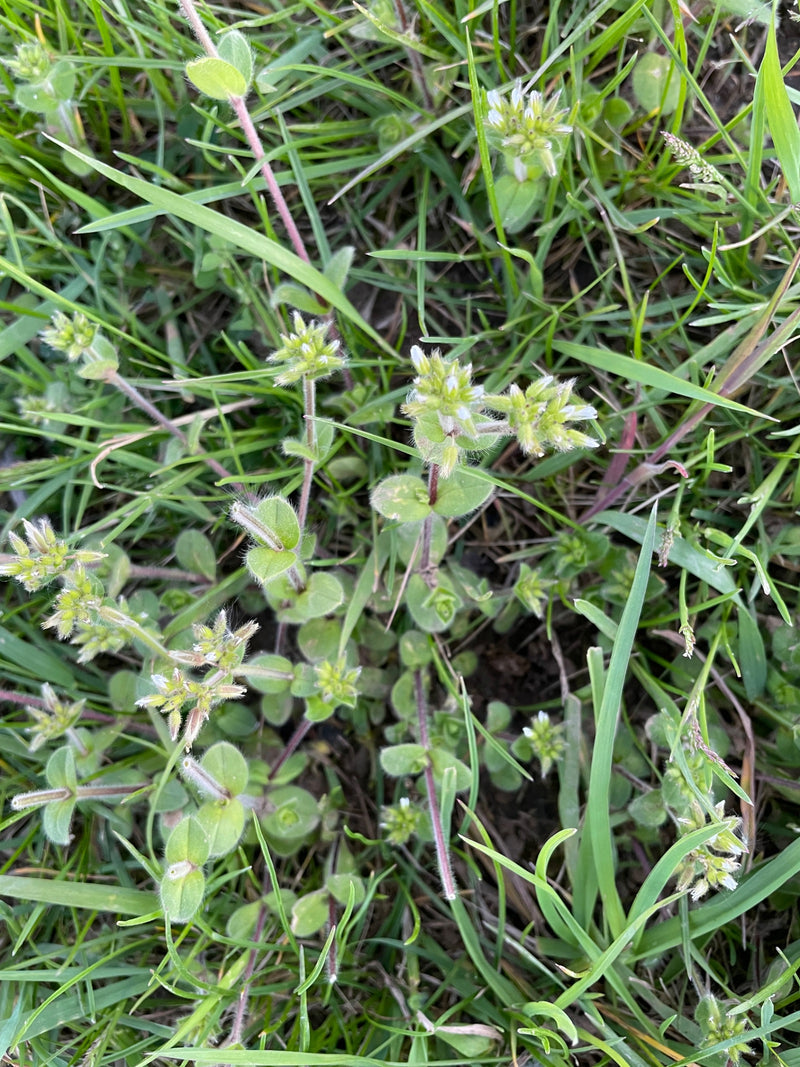Gewöhnliches Hornkraut — Bild 1