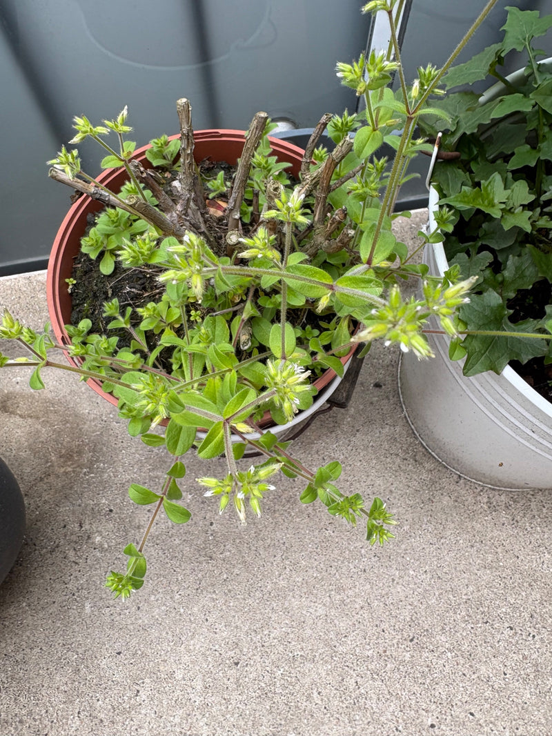Gewöhnliches Hornkraut — Bild 2