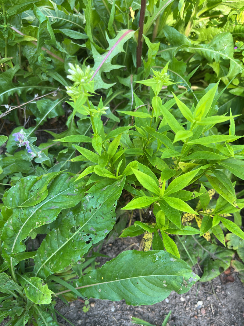 Gewöhnliches Seifenkraut — Bild 1