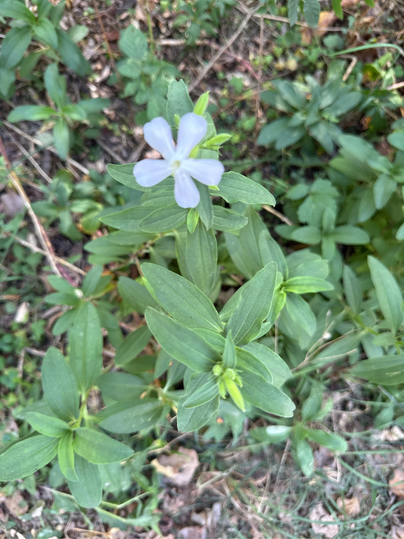 Ein blühendes Gewöhnliches Seifenkraut mit einer hellen Blüte und charakteristisch geaderten, gegenständigen Blättern aus der Draufsicht.