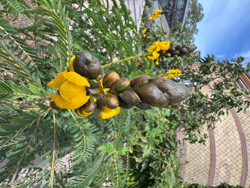 Ein Blütenstand der Gewürz-Kassie mit dunklen Knospen und leuchtend gelben Blütenblättern vor gefiedertem Laub.