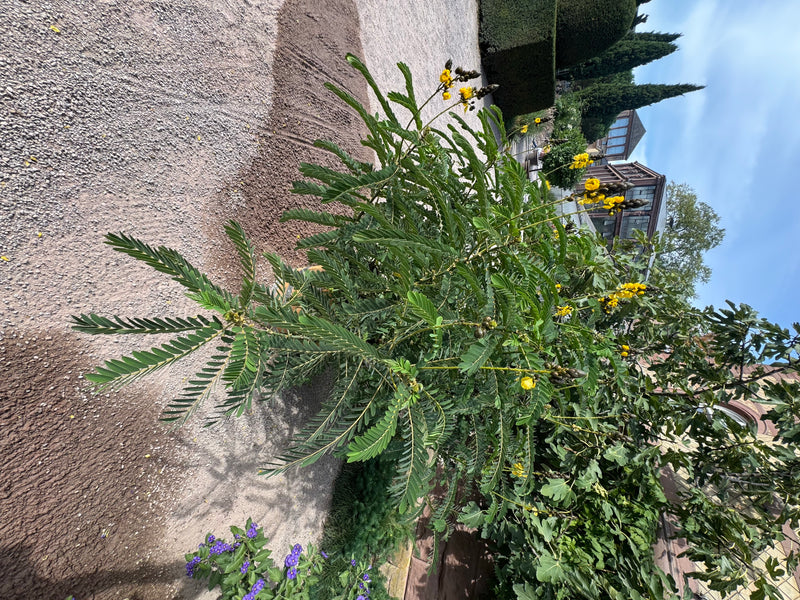 Eine blühende Gewürz-Kassie mit charakteristischen gelben Blüten und dunkelbraunen Knospen wächst an einem Kiesweg in einem Garten.