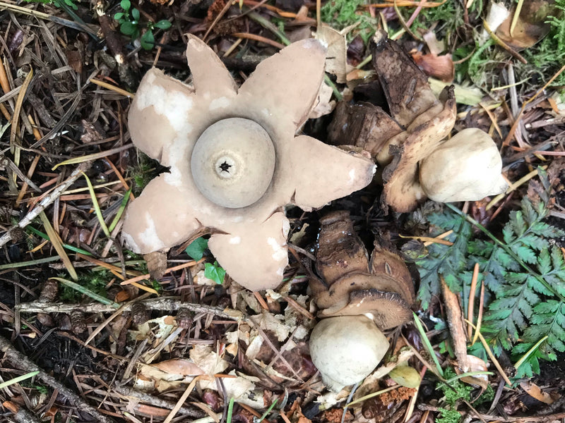 Gewimperter Erdstern — Bild 1 von 1
