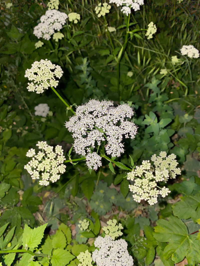 Auf dem Bild ist eine blühende Gierschpflanze mit typischen weißen Doldenblüten und grünen Blättern zu sehen. Sie wächst inmitten von dichter Vegetation.