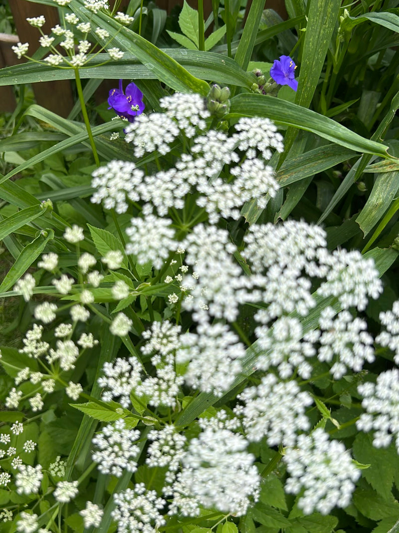 Zu sehen sind die charakteristischen weißen Doldenblüten und Blätter des Gierschs, eingebettet in grüne Begleitvegetation. Die Aufnahme zeigt die Pflanze in ...