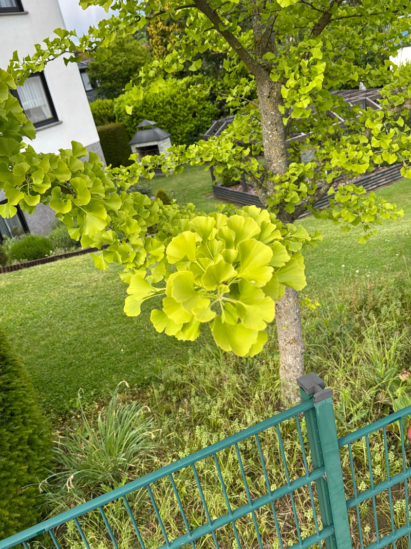 Ginkgo — Bild 2