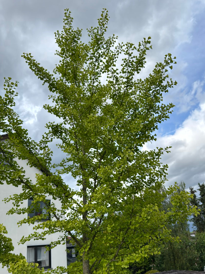 Ginkgo — Bild 1