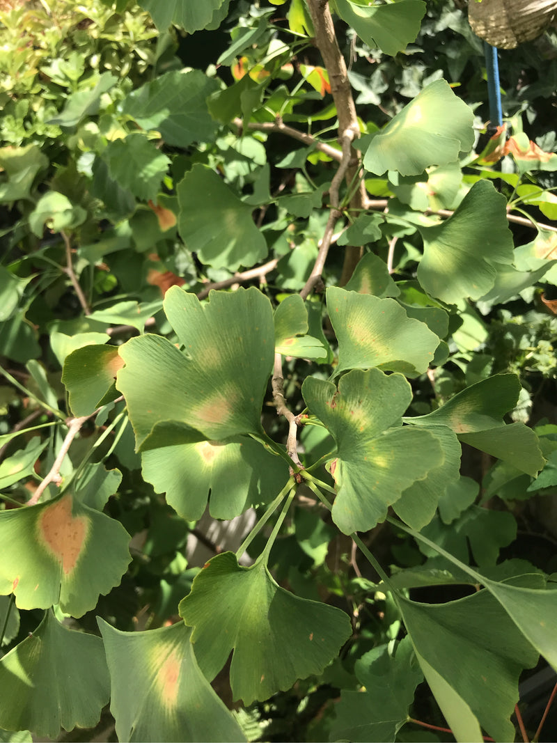 Ginkgo — Bild 5