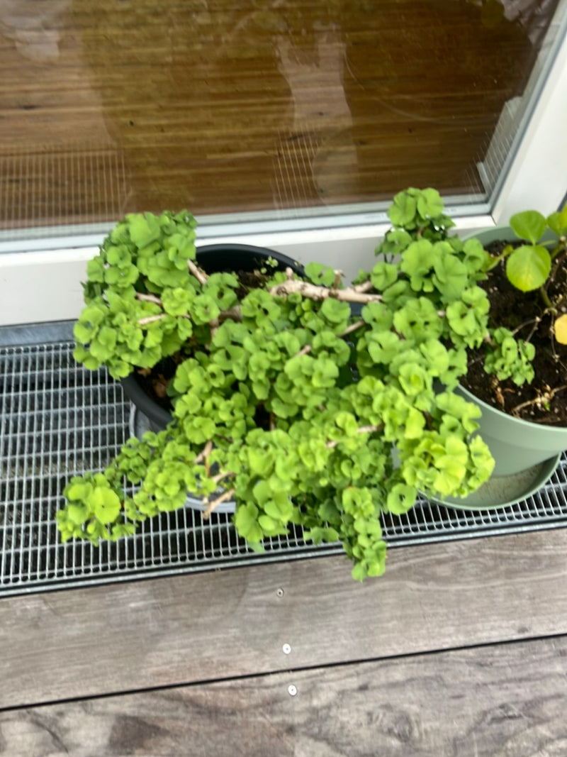 Ginkgo — Bild 3