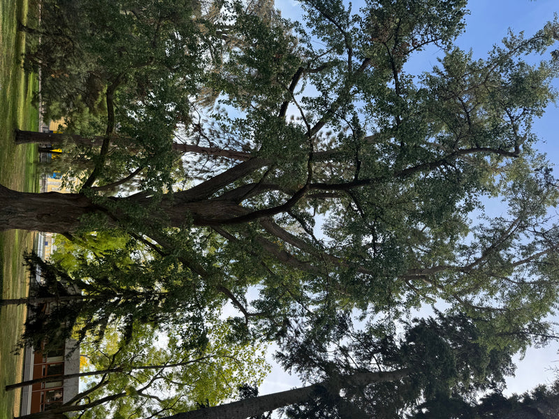 Blick von unten in die Krone eines ausgewachsenen Ginkgo-Baumes in einer Parkanlage.