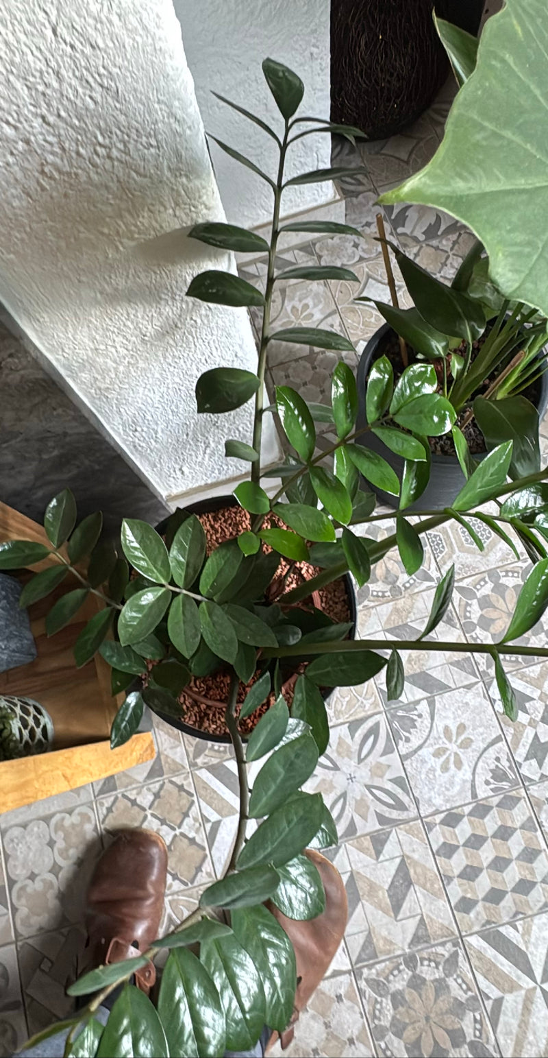 epipremnum pinnatum variegata albo Live Epipremnum Pinnatum Albo