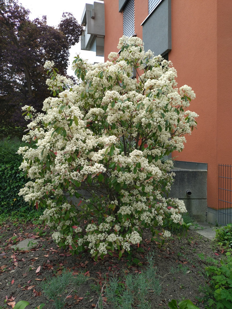 Glanzmispel — Bild 5