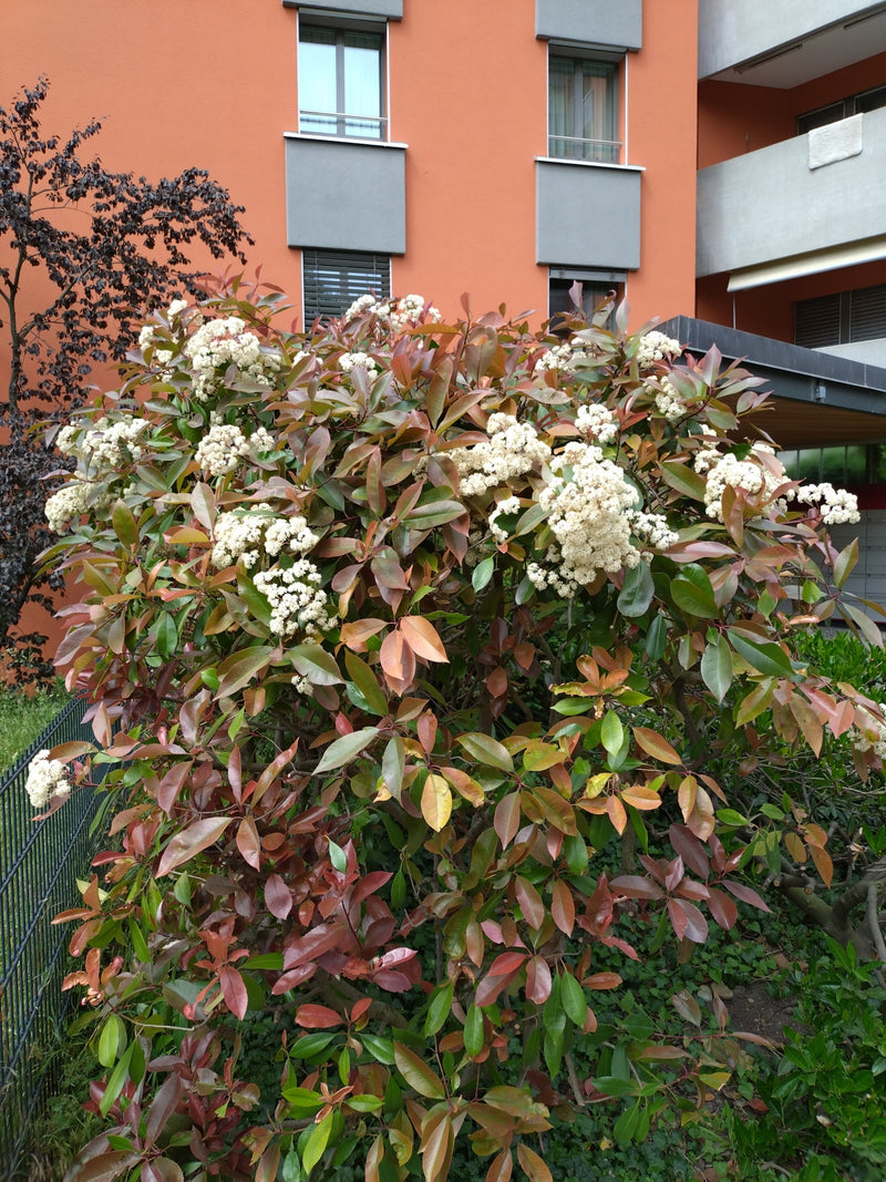 Glanzmispel — Bild 4