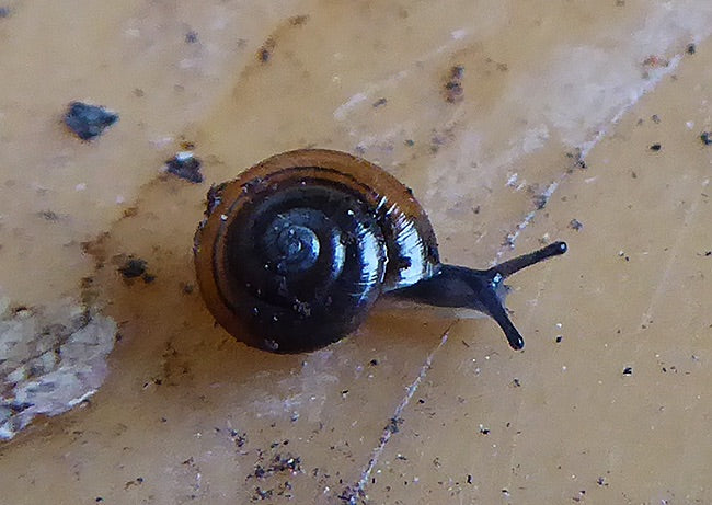 Glanzschnecke — Bild 1