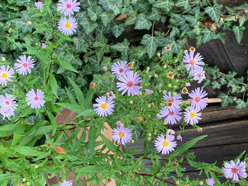 Das Bild zeigt eine Astern-Pflanze mit vielen hellvioletten Blüten und gelben Zentren, die vor einer Efeuwand wächst.