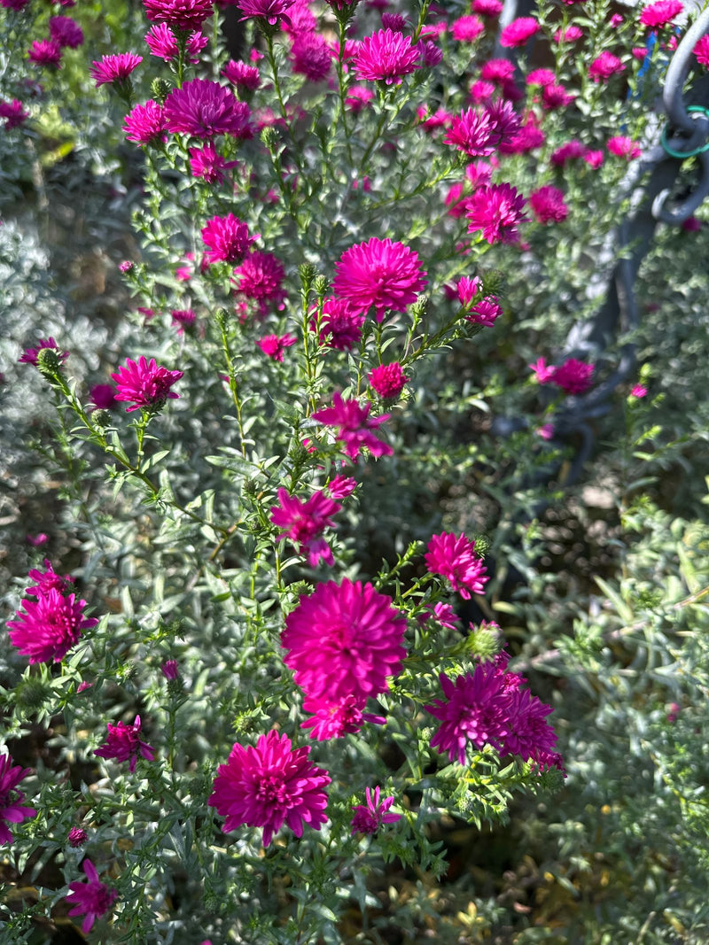 Eine reich blühende Neubelgien-Aster mit zahlreichen kräftig magentafarbenen Blütenköpfen und grünem Laub.