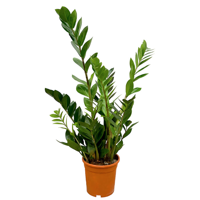 Zamioculcas "Glücksfeder" Ø17cm - ↕75cm - Plante d'intérieur facile d'entretien pour chaque pièce