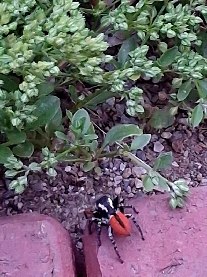 Goldene Springspinne — Bild 1