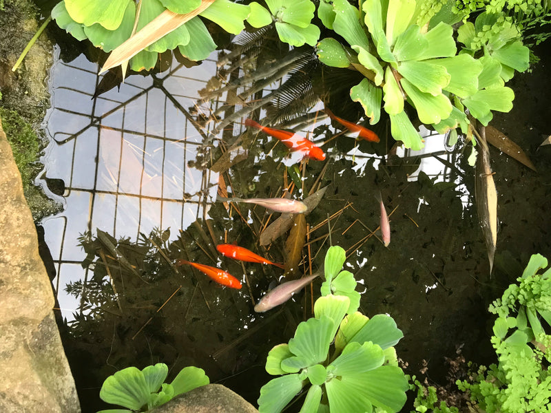 Mehrere Goldfische schwimmen in einem klaren Gartenteich, der von grünen Wasserpflanzen umgeben ist. Die Fische zeigen ihre typische orange und helle Färbung.