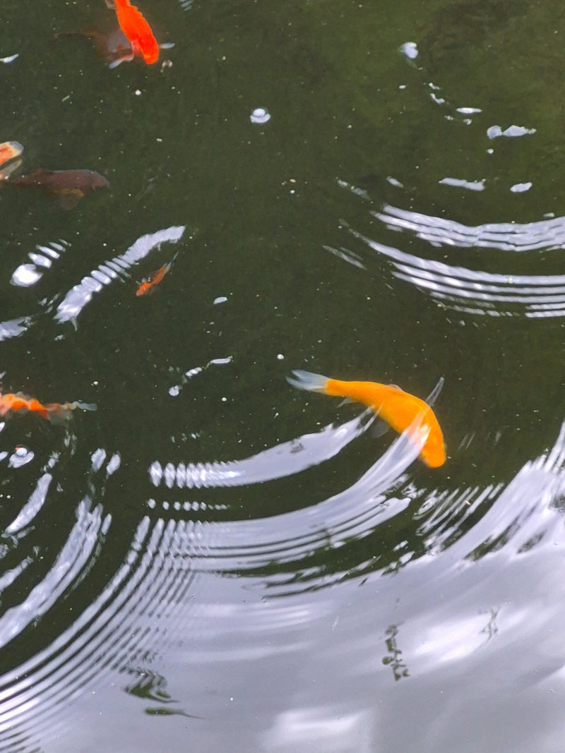 Goldfisch — Bild 2
