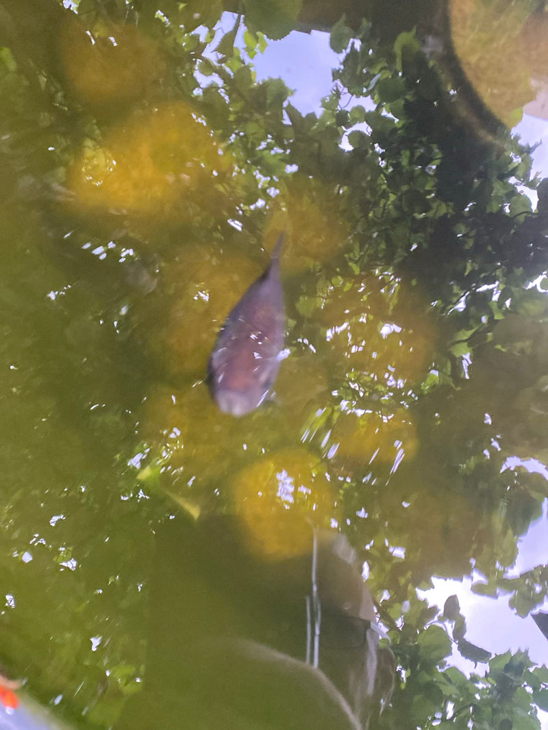 Goldfisch — Bild 2