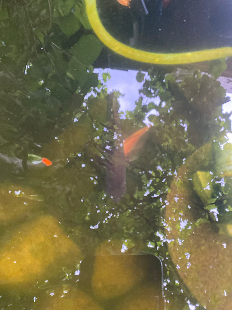 Goldfisch — Bild 4