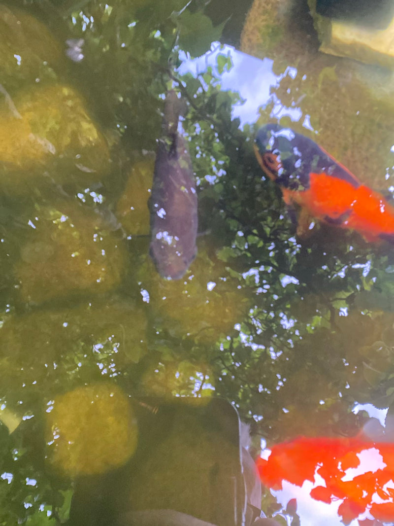 Goldfisch — Bild 3