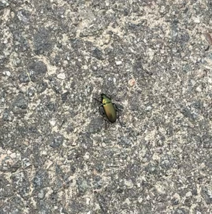 Goldglänzender Laufkäfer — Bild 3
