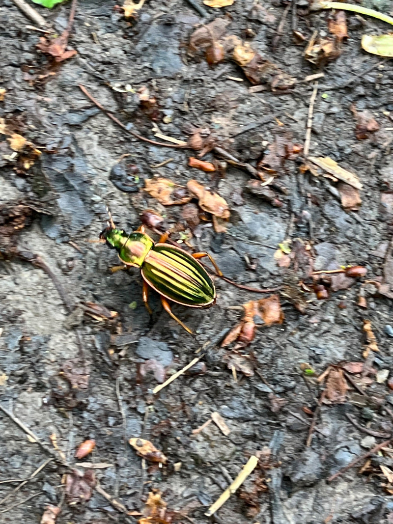 Goldglänzender Laufkäfer — Bild 1
