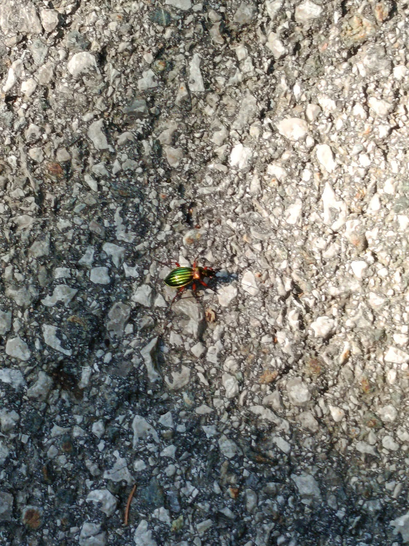 Goldglänzender Laufkäfer — Bild 5