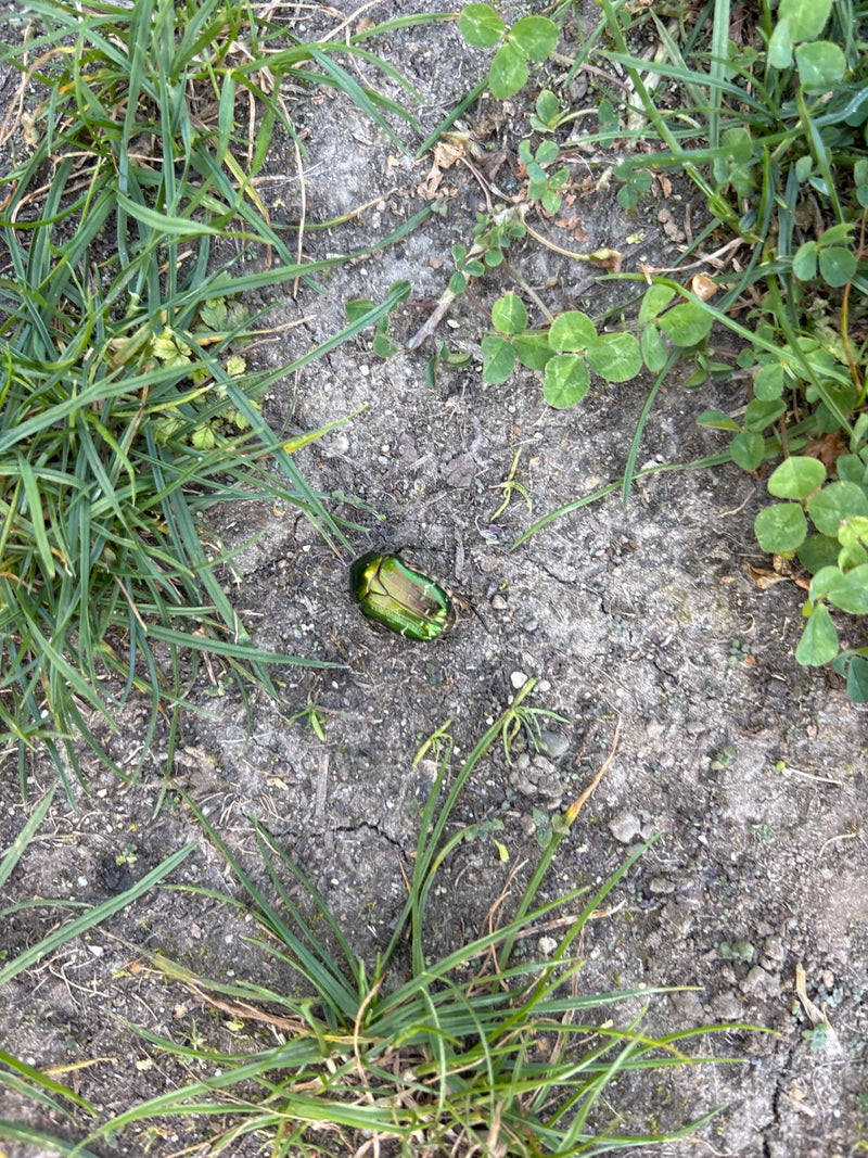 Ein metallisch grün glänzender Rosenkäfer ruht auf kargem Erdboden zwischen Gras und Klee.
