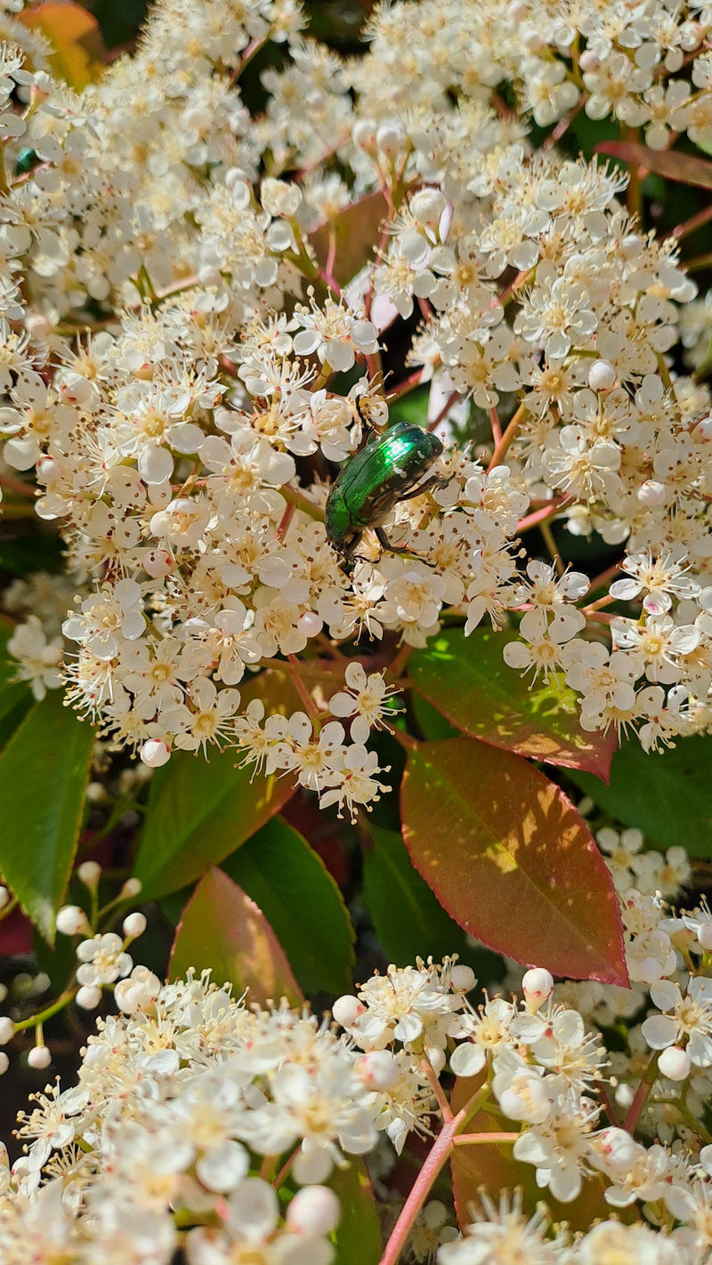 Rosenkäfer — Bild 2