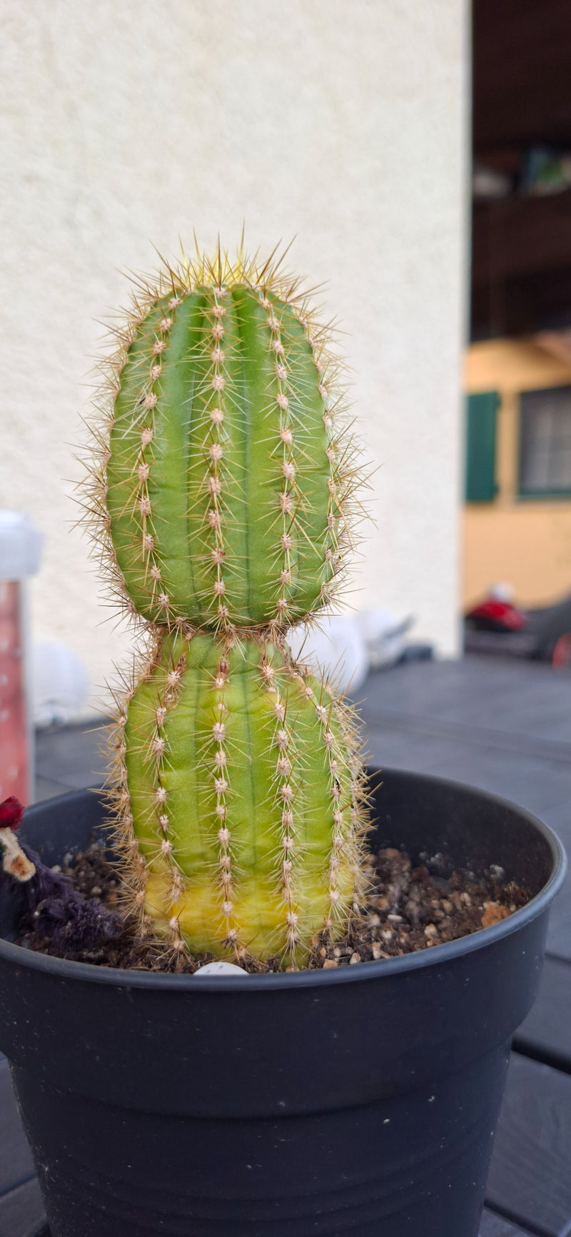 Goldkugelkaktus (Jungform) — Bild 2