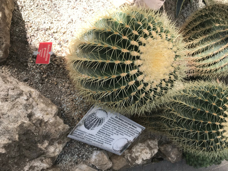 Goldkugelkaktus (Jungform) — Bild 3 von 7