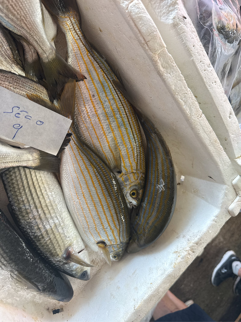 Goldstrieme — Bild 3 von 5