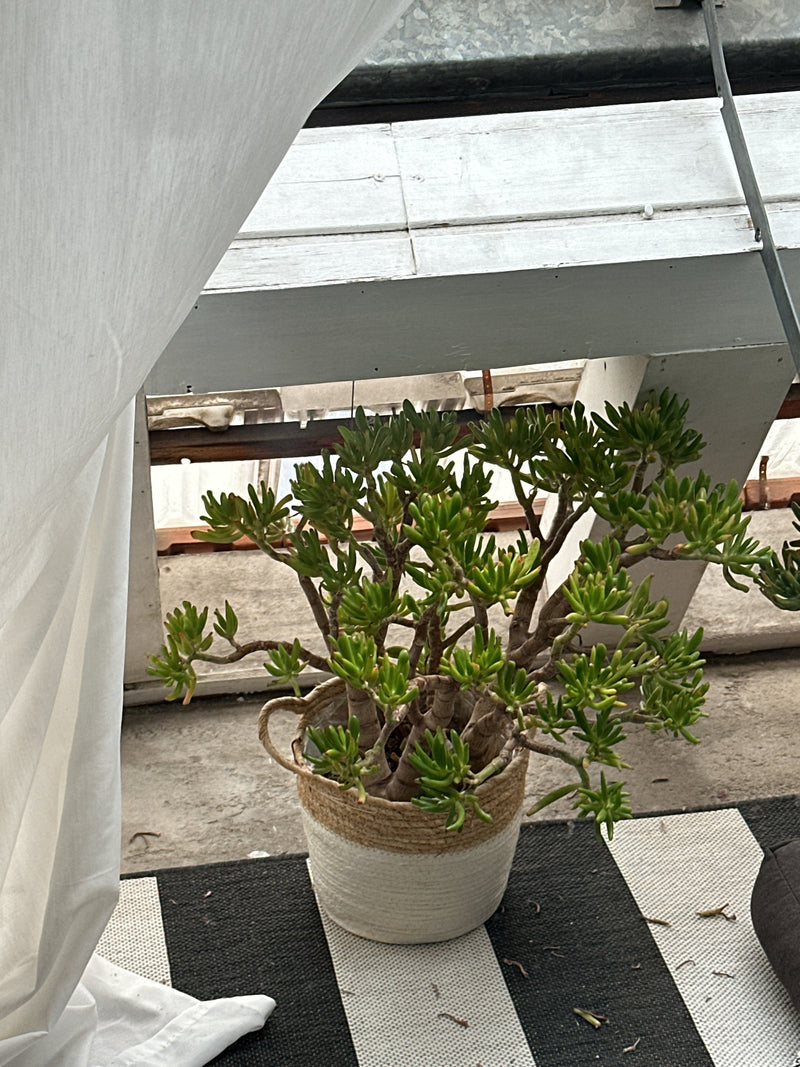 Geldbaum — Bild 4